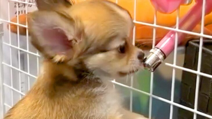 犬が留守番で寂しがらないよう『2匹目のワンコ』を飼った結果、逆効果に…試行錯誤を続けた結果が感動的だと36万再生「素敵すぎる家族」と賞賛(ブログ)