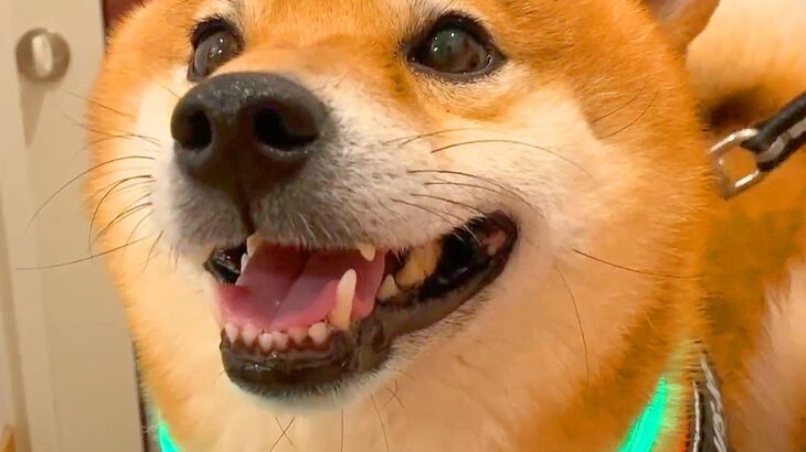 家に帰って『いるはずのない家族』がいたら、犬たちが…想像以上の『尊すぎるリアクション』が69万再生「なんて素敵なサプライズ」と絶賛(ブログ)