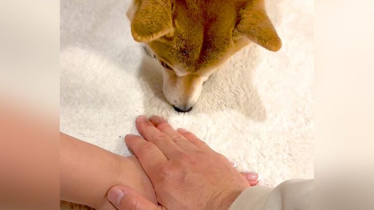 SNSで流行りの『犬と手を合わせる遊び』をやろうと思ったら…衝撃的な『まさかの勘違い』が157万再生「なぜそうなる」「声出してワロタｗ」(ブログ)