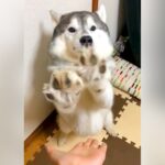 シベリアンハスキーに『お手』と言ってみたら…あまり理解していない反応が愛おしすぎると167万再生「キメ顔ｗ」「お手手たまらん」と悶絶(ブログ)