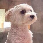 犬が『初めての温泉』を経験した結果…なぜか『神々しくなってしまう光景』に1万2000いいね「極めてる感じがいい」「天啓降りてきてて草」(ブログ)