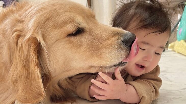 赤ちゃんのために頑張って椅子を組み立てていたら、大型犬が…まさかの『イチャイチャし始める光景』が24万再生「天使の戯れ」「相思相愛」(ブログ)