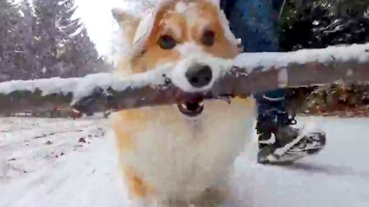 お散歩で『枝運び』をするのが大好きすぎる犬…まさかの『雪の中でも没頭する光景』が67万表示「職人すぎて草」「ストイックｗ」と絶賛の声(ブログ)