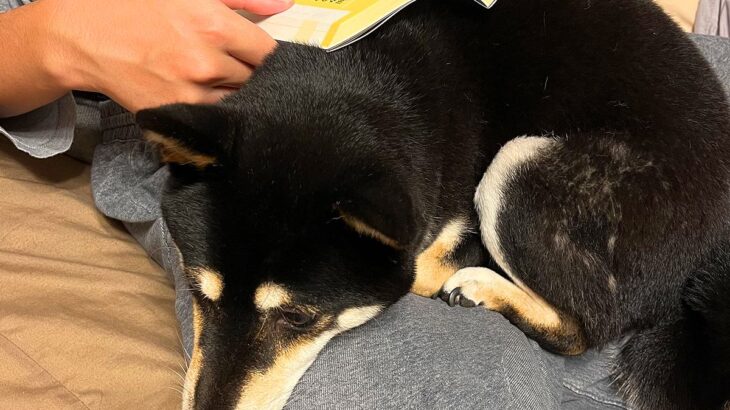 本を読もうとしたら、犬が…書見台ならぬ『書見犬』になる光景が可愛すぎると2万いいね「湯たんぽ機能付きｗ」「うちにも欲しい」羨望の声も(ブログ)