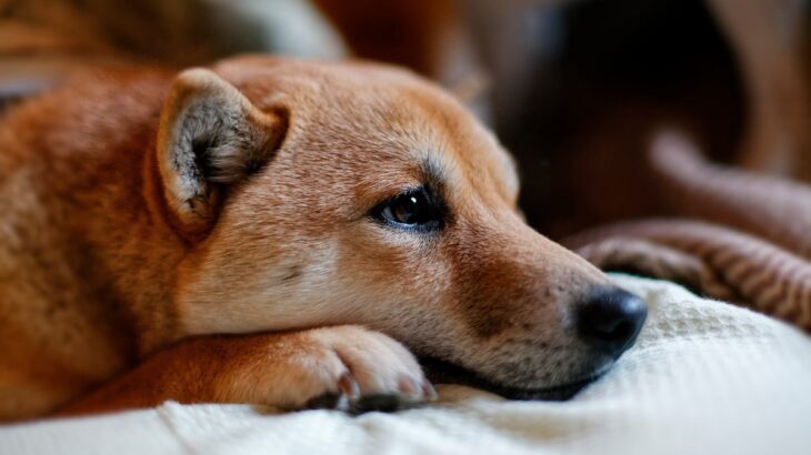 犬が『いじけている』ときにみせる仕草や行動5選　拗ねてしまう原因や正しい対応まで(ブログ)