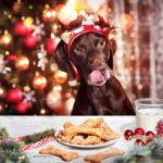 犬に絶対与えてはいけない『冬の食べ物』4選　万が一食べてしまったときの対処法まで(ブログ)