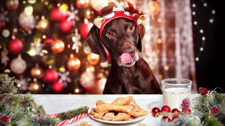 犬に絶対与えてはいけない『冬の食べ物』4選　万が一食べてしまったときの対処法まで(ブログ)
