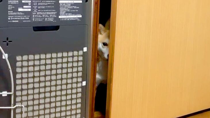 寝る直前、寝室のドアから覗いて入ってこない犬に『おいで』と言ってみた結果…愛おしすぎる『健気で尊い行動』が15万再生「たまらん」「最高」(ブログ)
