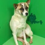 心を閉ざし、人に懐くことがなかった野犬を引き取った結果…嘘のような『見違えるほどの姿』が泣けると話題「同じ犬…？」「犬って本当に健気」(ブログ)