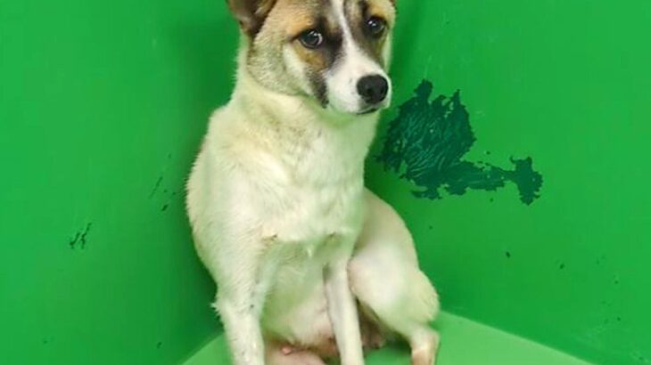 心を閉ざし、人に懐くことがなかった野犬を引き取った結果…嘘のような『見違えるほどの姿』が泣けると話題「同じ犬…？」「犬って本当に健気」(ブログ)