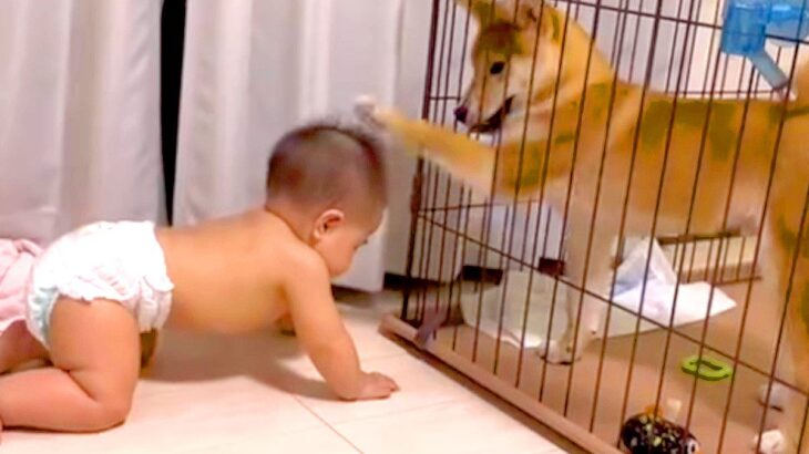 赤ちゃんが『生まれた瞬間から犬と一緒に過ごした』結果…まるで本当の兄妹のような『ふたりの成長記録』が315万再生「尊い」「仲良し可愛い」(ブログ)