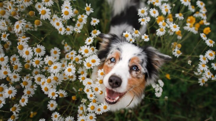 犬が『幸せ』を感じる瞬間とは？どんなときに充実感を覚えるの？主な判断基準まで(ブログ)
