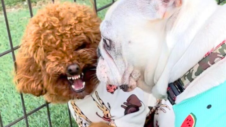 犬嫌いなワンコがドッグマラソンに出場→ほかの犬から逃げ続けた結果…衝撃的な『まさかの結末』が53万再生「逃げてるｗ」「才能開花してて草」(ブログ)