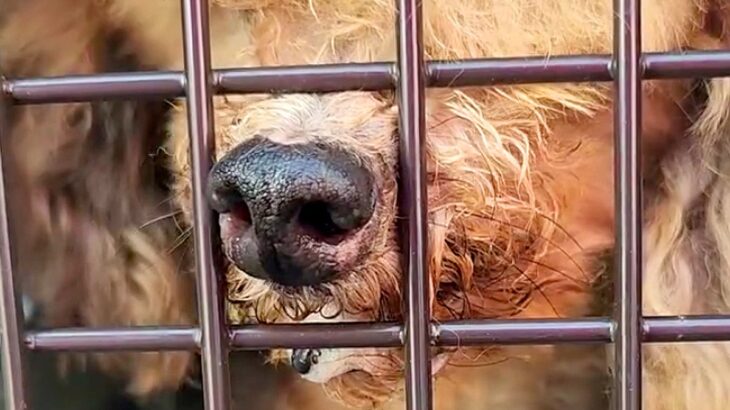 生まれた瞬間から『繁殖のためだけに使われた3歳の犬』を緊急レスキュー…手厚い保護の様子に涙が溢れると28万再生「救われてよかった」と賞賛(ブログ)