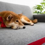 愛犬の元気がないときにしてはいけないNG行動5つ　飼い主ができる配慮や接し方、ケア方法までご紹介(ブログ)