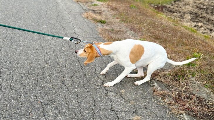 犬が散歩中に『座り込んでしまう』理由5つ　立ち止まってしまうときの心理や歩かせる方法まで(ブログ)