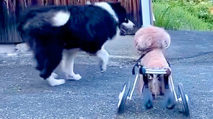 下半身麻痺になった『車いすの犬』がお散歩したら、別の犬が…『まさかの行動』に涙が止まらないと29万再生「泣いた」「すご腕ボディーガード」(ブログ)