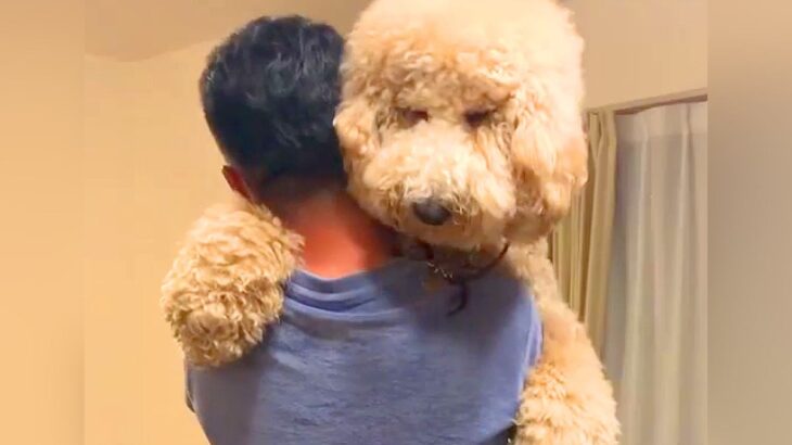 『35キロ越えの超大型犬』が階段を登れずに…まさかの『お父さんに助けを求める光景』が350万再生「赤ちゃんすぎて草」「可愛すぎｗ」(ブログ)
