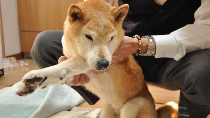 犬の老化を加速させる『NG行為』5選　飼い主が注意すべき生活習慣や健康に暮らすための秘訣とは(ブログ)