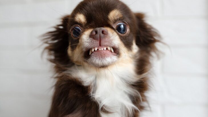 犬が怒ってしまう絶対にやってはいけない行為４つ　余計なストレスを与えないために知っておくべきこと(ブログ)