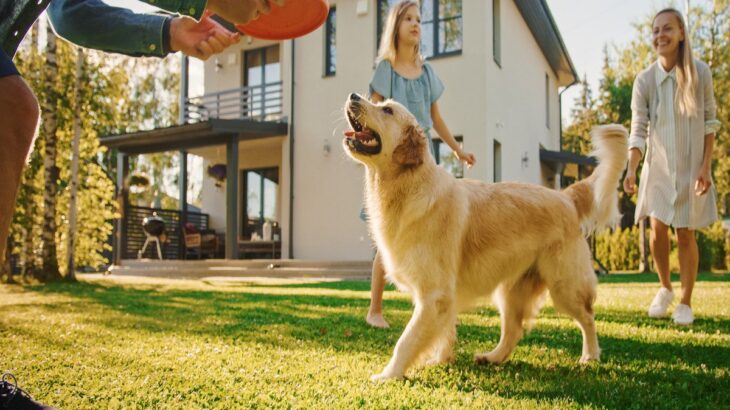 犬にとって飼い主はどんな存在なの？　愛犬が持っている印象をご紹介(ブログ)