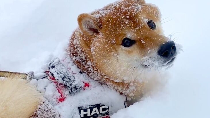 雪が積もった道を散歩したら、はしゃいでた犬が…まさかの『限界を感じてしまう光景』が234万再生「無念の声」「泣いてるみたいで可愛いｗ」(ブログ)