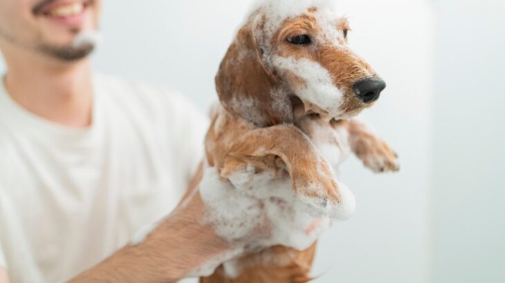 愛犬が水やお湯を嫌がるのはどうして？その4つの原因から克服するための方法まで(ブログ)
