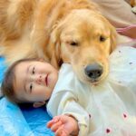 赤ちゃんを連れてピクニックに行ったら、大型犬が…大好きが溢れてしまい『絶対に離れない光景』が33万再生「可愛すぎる」「理想の家族」と悶絶(ブログ)