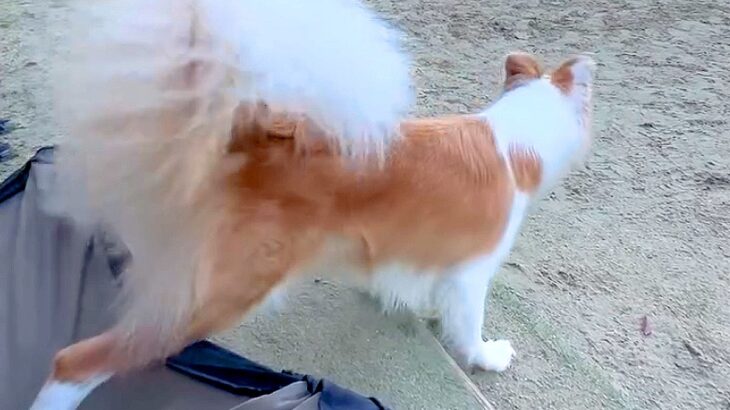 『降りちゃダメ』としつけした犬→目線の先がどうしても気になってしまい…まさかの『自分流ルール』で解決する光景が149万再生「賢い」と賞賛(ブログ)