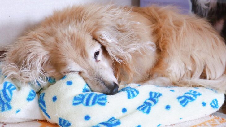 愛犬の介護が必要になるのは何歳ごろ？知っておきたい目安から初期症状まで(ブログ)