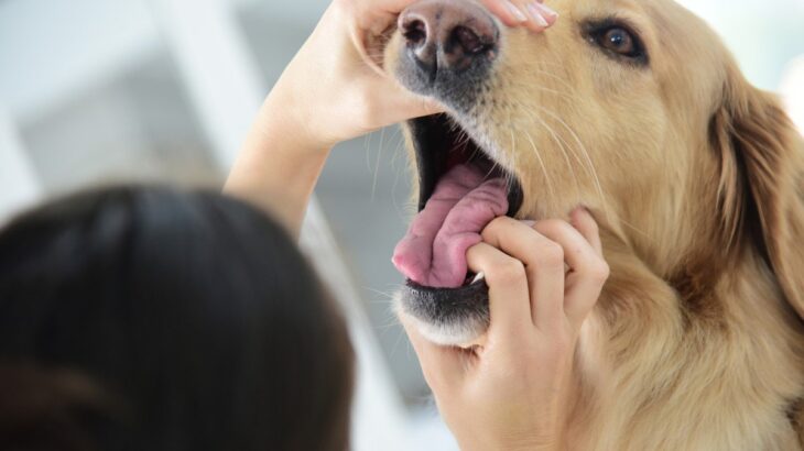 犬が食べ物を喉に詰まらせたらどうしたらいい？　飼い主が絶対に知っておきたい3つの対処法から予防策まで解説(ブログ)