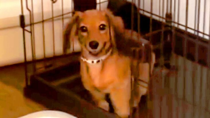 『お留守番する』とわかった赤ちゃん犬の反応が…想像と違いすぎる『まさかの行動』が21万再生「ヤンチャでかわいいｗ」「大騒動すぎて草」(ブログ)