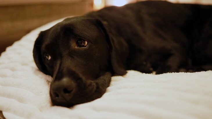 犬がしょんぼりする時の気持ち5つ　飼い主ができる配慮や心理状態を解説(ブログ)