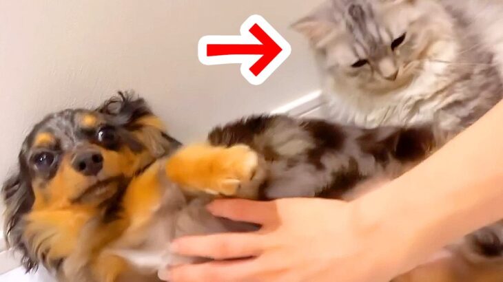 猫が『かわいいポーズ』をとったら、隣にいた犬が…破壊力抜群な『まさかの行動』が168万再生「可愛いvs可愛い」「私には選べない…」と悶絶(ブログ)