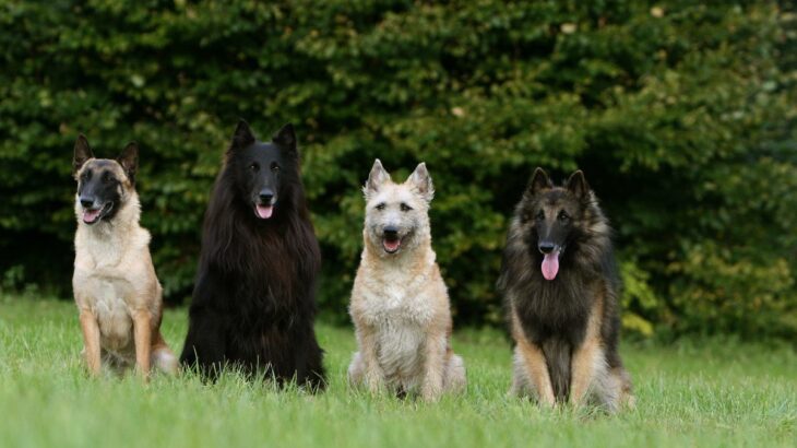 三角耳やV字型耳を持つ犬種6つ　滅多に見かけない犬種やそれぞれの特徴までご紹介(ブログ)