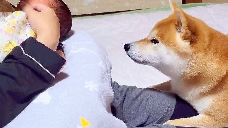 生後0ヶ月の赤ちゃんを家に迎えたら、犬たちが…思った以上に温かい光景が感動的すぎると43万再生「目が優しい…」「幸せな気分になる」(ブログ)
