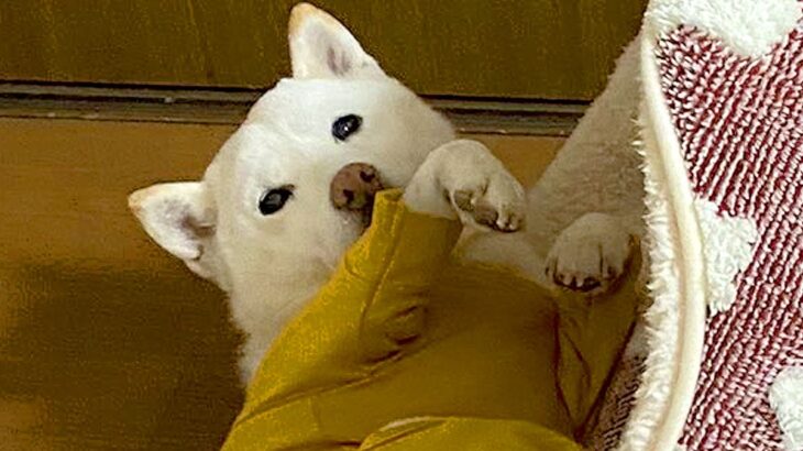 暗い部屋で『ドンッ』という音が→電気をつけた結果、犬が…まさかの光景が面白すぎると14万いいね「なんで？って顔たまらん」「おてて最高ｗ」(ブログ)