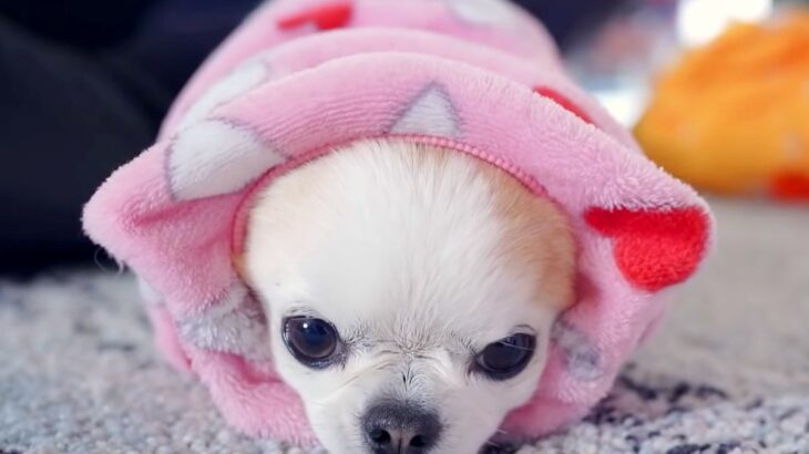 『絶対に散歩に行きたくない』と犬が抵抗し続けた結果…『まさかの姿になり果てる光景』が11万再生「小さな抵抗が可愛すぎるｗ」「応援したい」(ブログ)