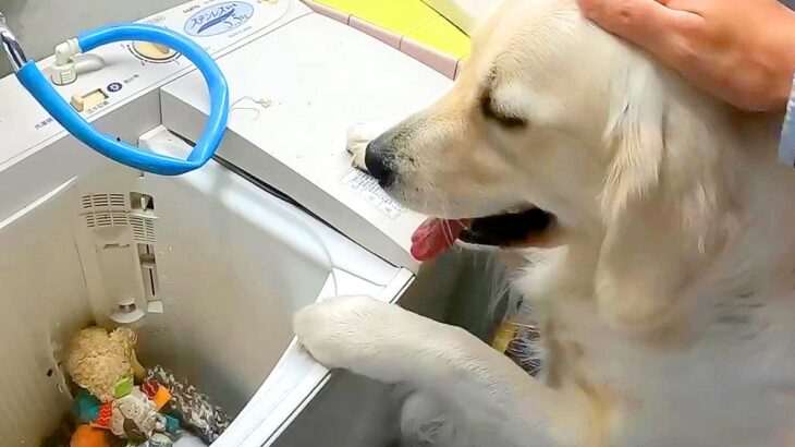 『大事なぬいぐるみ』を洗濯機に入れた結果、大型犬が…まさかの『心配そうに見守る姿』が2万再生「一生懸命で尊い」「子どもに見えるｗ」(ブログ)