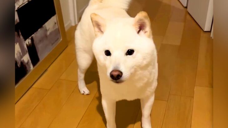 『嫌な予感がする』実家から帰宅したら、留守番していた犬が…まさかすぎる展開に679万再生の反響「そっちかいｗ」「浮気確信してて草」と爆笑(ブログ)