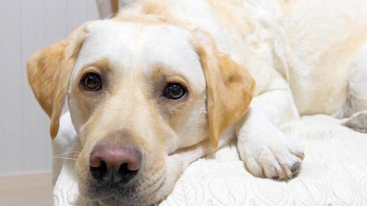 大型犬に『お風呂に入ってきてもいい？』と聞いてみた結果…想像以上だった『もはや人間な行動』に感動「お利口すぎる」「ちゃんと理解してる」(ブログ)