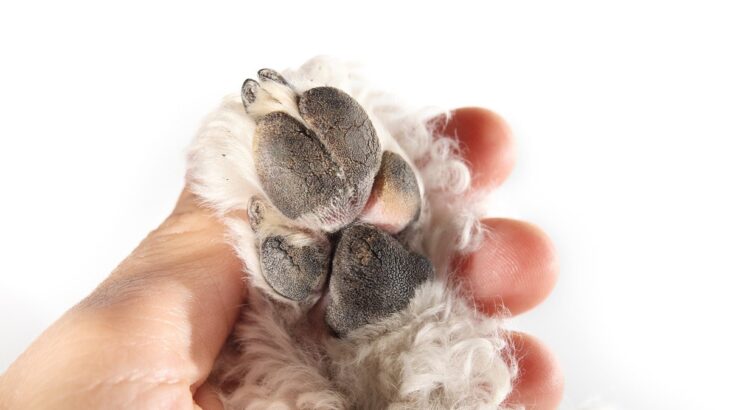 犬が乾燥によって受ける7つの悪影響　保湿は必要？飼い主ができることとは(ブログ)