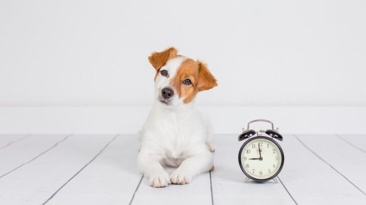 犬は『時間』の感覚がある？人間と同じように認識することはできるの？(ブログ)