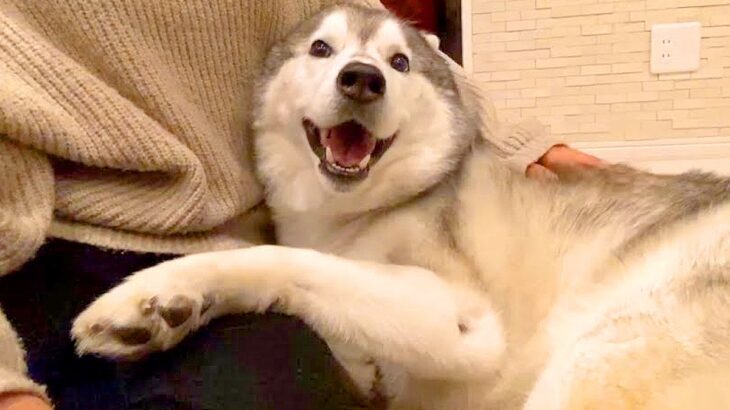 『姉の友達に初めて会った大型犬が…』思った以上に赤ちゃんすぎる『甘えんぼさんな光景』が201万再生「ハーレム満喫してて草」「コミュ力ｗ」(ブログ)
