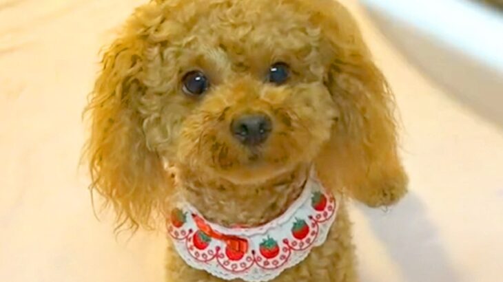 フードを食べない犬に『手作りご飯を作っているフリ』してみた結果…大芝居をした『まさかの結末』が384万再生「意味なくて草」「切なｗ」(ブログ)