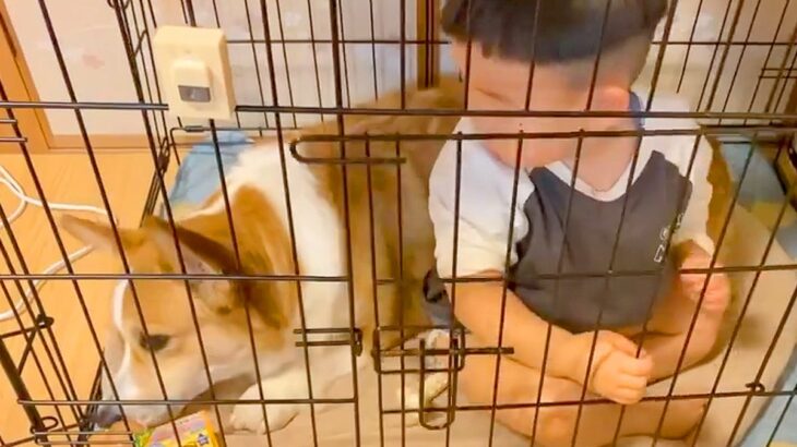 『犬のケージにベルを設置した』結果、幼い男の子が『小さなお客様』になる光景が18万再生「うちにもピンポンしに来てください」「可愛すぎ」(ブログ)