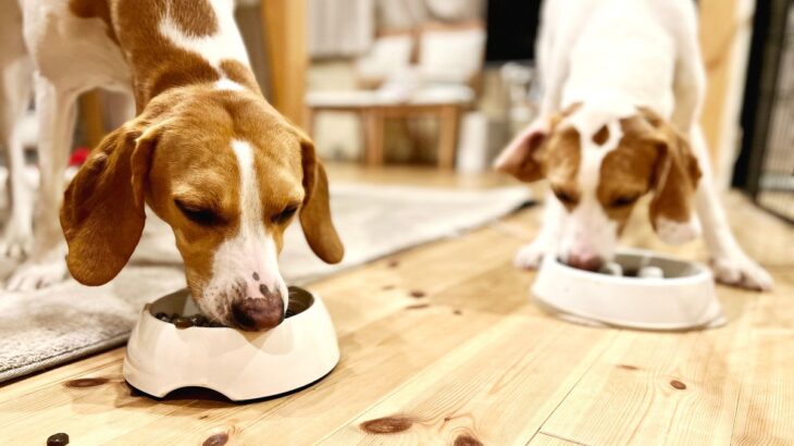 犬の『早食い』が危険な理由7つ　食べるのが早すぎることによるリスクとは？(ブログ)