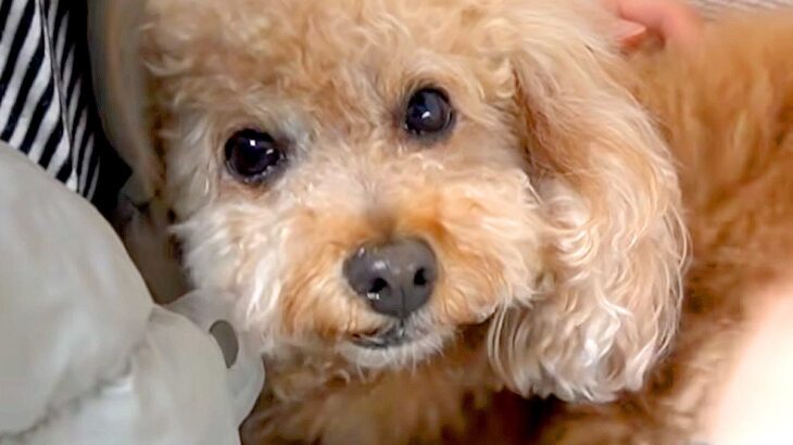 トリミングに行こうとしたら、犬が突然震え出して…『まさかの理由』が泣けるほど愛おしいと5万再生「愛情を感じる」「可愛さが限界突破」(ブログ)
