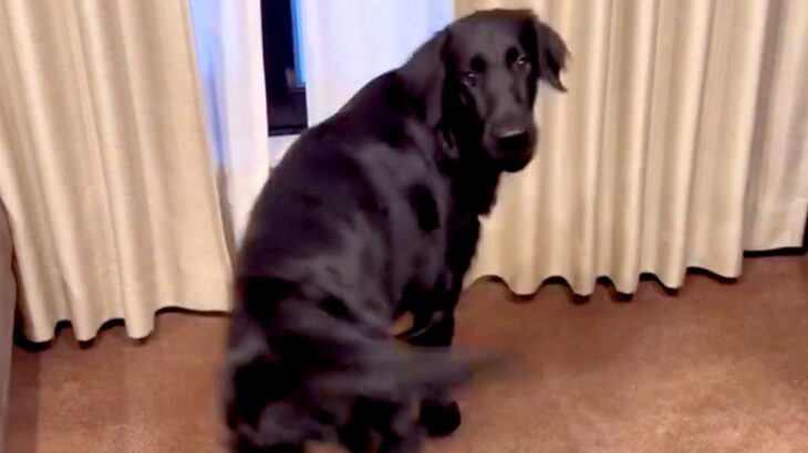朝起きて『大型犬が大興奮』してたのでついて行ったら…まさかの『雪が積もってる』と教えてくれる光景が30万再生「あまりにも可愛い」と悶絶(ブログ)