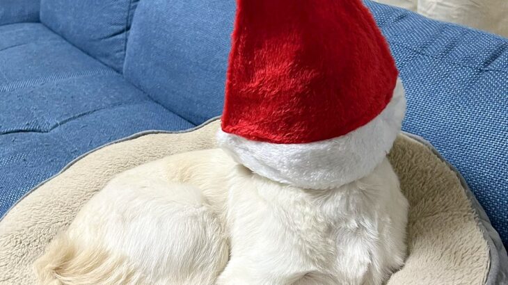 クリスマスなので『犬用のサンタ帽』を買った結果…想定外すぎる『まさかの光景』に4万いいね「誘拐されたんかｗ」「別の生き物で草」と爆笑(ブログ)